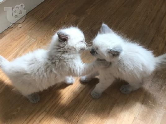 Διαθέσιμα γατάκια Ragdoll